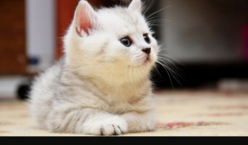 индивидуалка проститутка Ярославля